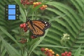 Scene 94_flighthss_Danaus plexippus megalippe taking off milkweed flower